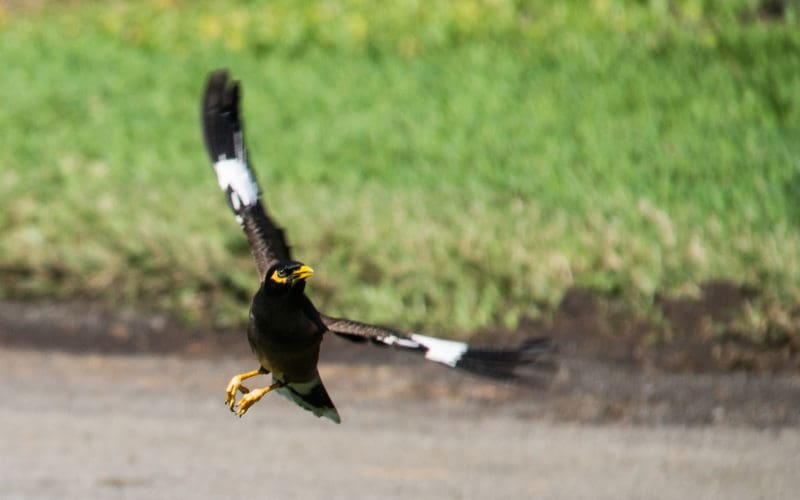 Myna Bird So Different From The Seabirds Wed Grown Used To
