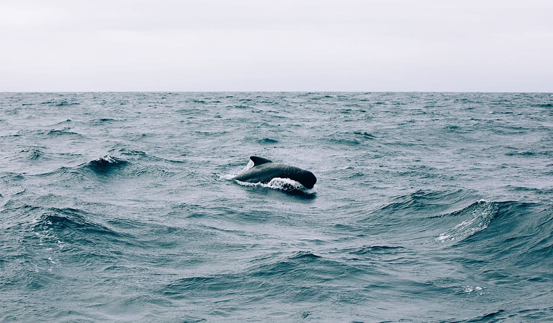 A pilot whale breaks the surface.